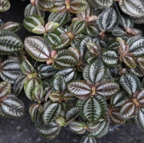 Pilea mucronata, Pilea spruceana,Angel Wings - Kadiyam Nursery