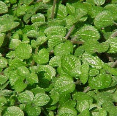 Pilea muscosa microphylla - Kadiyam Nursery