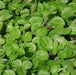 Pilea muscosa microphylla - Kadiyam Nursery