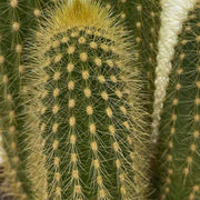 Pilocerus Cactus Plant - Kadiyam Nursery