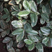 Pimenta dioica variegated,All Spice Variegated - Kadiyam Nursery