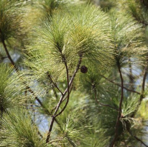 Pinus longifolia,Pine Blue, Long Leaved Pine, Kumaon Pine - Kadiyam Nursery