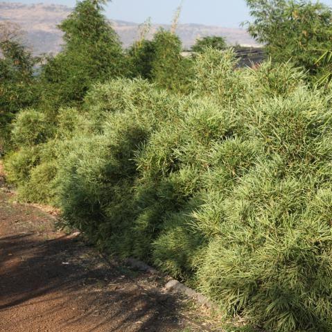 Pleioblastus shibuyanus,Bamboo White Variegated - Kadiyam Nursery