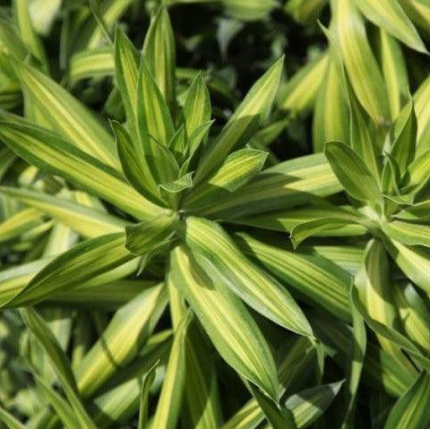 Pleomele reflexa striata,Song Of Jamica - Kadiyam Nursery