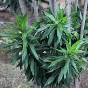 Pleomele reflexa,Pleomele Reflexa - Kadiyam Nursery