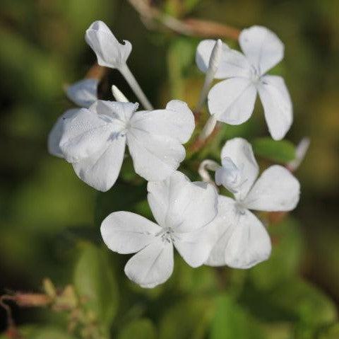 Plumbago capensis alba,Plumbago White, Chitrak White - Kadiyam Nursery