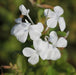 Plumbago capensis alba,Plumbago White, Chitrak White - Kadiyam Nursery