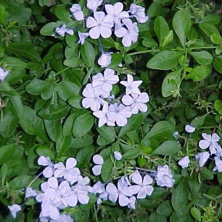 Plumbago capensis, P. auriculata,Cape Leadwort, Plumbago Blue, Plumbago, Cape Leadwort - Kadiyam Nursery