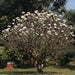 Plumeria acutifolia,Champa Yellow And White, West Indian Jasmine, Temple Tree, Frangipani - Kadiyam Nursery