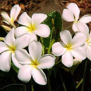 Plumeria obtusa,Champa White, Plumeria Alba, Frangipani, Temple Tree - Kadiyam Nursery