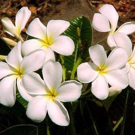 Plumeria obtusa,Champa White, Plumeria Alba, Frangipani, Temple Tree - Kadiyam Nursery