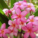 Plumeria rubra dark pink 01,Plumeria Rubra Dark Pink 1, Temple Tree, Frangipani - Kadiyam Nursery