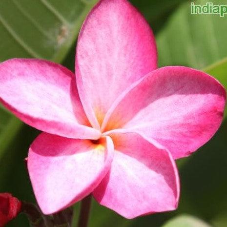 Plumeria rubra dark pink 02,Plumeria Dark Pink 2, Frangipani, Temple Tree - Kadiyam Nursery