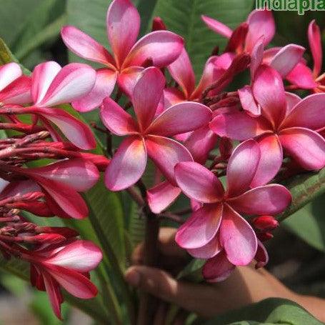 Plumeria rubra dark pink 05,Plumeria Dark Pink 5, Frangipani, Temple Tree - Kadiyam Nursery