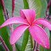 Plumeria rubra dark pink 06,Piumeria Dark Pink 6, Frangipani, Temple Tree - Kadiyam Nursery