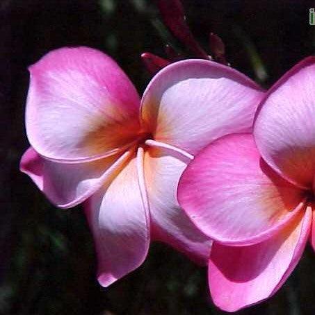 Plumeria rubra dark pink 07,Plumeria Dark Pink 7, Frangipani, Temple Tree - Kadiyam Nursery