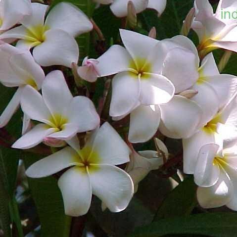 Plumeria rubra light pink 01Plumeria rubra light pink 01,Plumeria Light Pink 1, Frangipani, Temple Tree, Flor De Mayo - Kadiyam Nursery