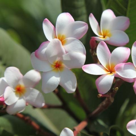 Plumeria rubra light pink 02,Temple Tree, Frangipani - Kadiyam Nursery