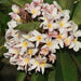 Plumeria rubra light pink 03,Plumeria Rubra Light Pink 3, Temple Tree, Frangipani - Kadiyam Nursery