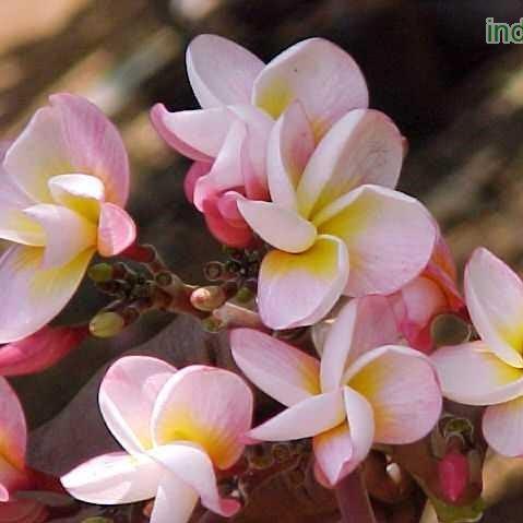Plumeria rubra light pink 04,Plumeria Rubra Light Pink 4, Frangipani - Kadiyam Nursery