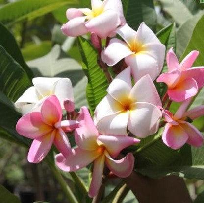 Plumeria rubra light pink 05,Plumeria Rubra Light Pink 5, Frangipani - Kadiyam Nursery