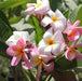 Plumeria rubra light pink 05,Plumeria Rubra Light Pink 5, Frangipani - Kadiyam Nursery