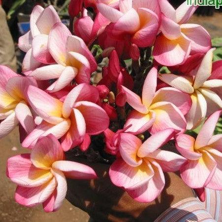 Plumeria rubra light pink 06,Plumeria Rubra Light Pink 6, Temple Tree, Frangipani - Kadiyam Nursery