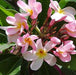 Plumeria rubra light pink 07,Plumeria Light Pink 7, Frangipani, Temple Tree, Flor De Mayo - Kadiyam Nursery