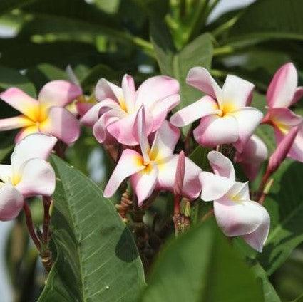 Plumeria rubra light pink 09,Plumeria Light Pink 9, Frangipani, Temple Tree, Flor De Mayo - Kadiyam Nursery