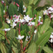 Plumeria rubra light pink 11,Champa Pink Hybrid Selection # 23, Frangipani, Temple Tree, Flor De Mayo - Kadiyam Nursery