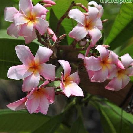 Plumeria rubra light pink 12,Plumeria Light Pink 12, Frangipani, Temple Tree, Flor De Mayo - Kadiyam Nursery