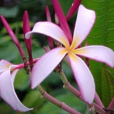Plumeria rubra light pink 13,Champa Huge Pink Flowers Selection # K5, Frangipani, Temple Tree, Flor De Mayo - Kadiyam Nursery