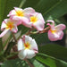 Plumeria rubra light pink 14,Plumeria Rubra Light Pink 14, Temple Tree, Frangipani - Kadiyam Nursery