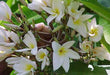 Plumeria rubra yellow 01,Plumeria Yellow 1, Frangipani, Temple Tree, Flor De Mayo - Kadiyam Nursery