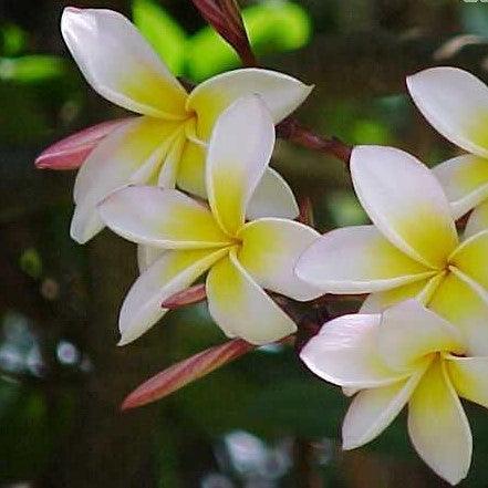 Plumeria rubra yellow 02,Plumeria Yellow 2, Temple Tree, Frangipani - Kadiyam Nursery