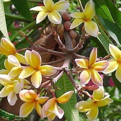 Plumeria rubra yellow orange 01,Plumeria Yellow Orange 1, Frangipani, Temple Tree, Flor De Mayo - Kadiyam Nursery