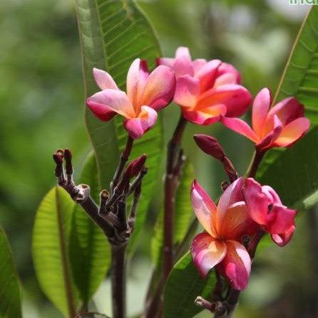 Plumeria rubra yellow orange 06,Frangipani, Temple Tree, Flor De Mayo, Plumeria Rubra Yellow Orange 06, K3 As Per Tukai Cdrom - Kadiyam Nursery