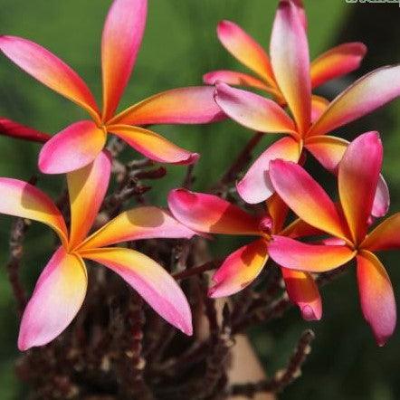 Plumeria rubra yellow orange 07 candy stripe,Plumeria Yellow Orange 7, Frangipani, Temple Tree, Flor De Mayo - Kadiyam Nursery