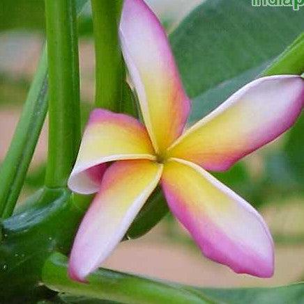 Plumeria rubra yellow orange 07 candy stripe,Plumeria Yellow Orange 7, Frangipani, Temple Tree, Flor De Mayo - Kadiyam Nursery