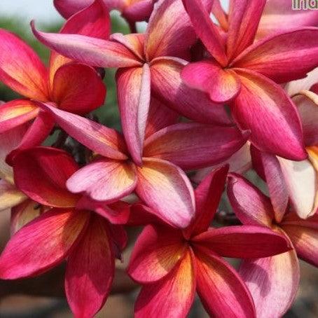 Plumeria rubra yellow orange 10 dr. rao,Plumeria Rubra Yellow Orange 10 Dr. Rao, Temple Tree, Frangipani - Kadiyam Nursery