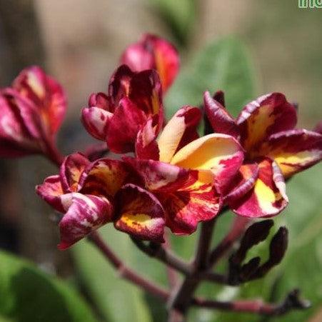 Plumeria rubra yellow orange 09,Plumeria Rubra Yellow Orange 9, Temple Tree, Frangipani - Kadiyam Nursery