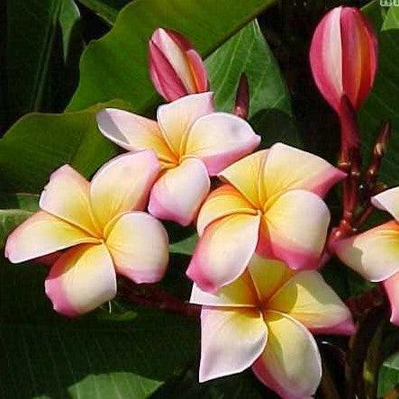 Plumeria rubra yellow orange 02,Plumeria Rubra Yellow Orange 2, Temple Tree, Frangipani - Kadiyam Nursery