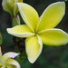 Plumeria rubra yellow 03,Plumeria Rubra Yellow 3, Temple Tree, Frangipani - Kadiyam Nursery