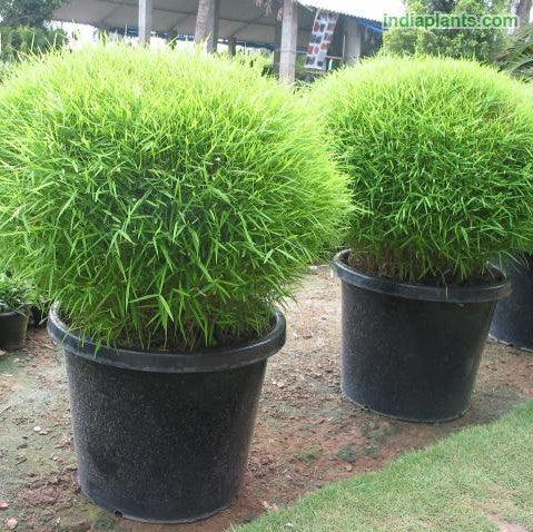 Pogonatherum paniceum,Bamboo Grass - Kadiyam Nursery