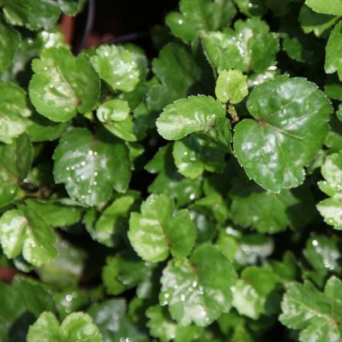 Polyscias crispatum,Chicken Gizzard Plant - Kadiyam Nursery