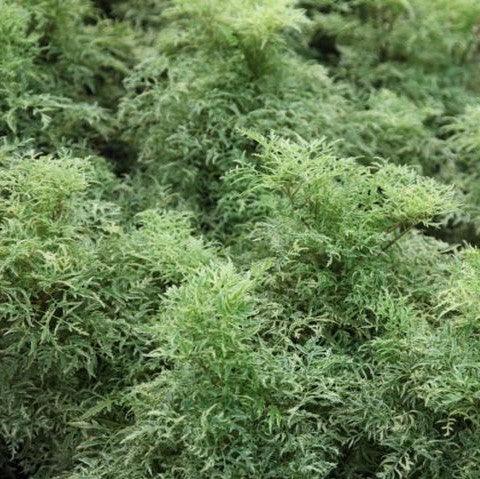 Polyscias filicifolia albicans nana,Polyscias Alba Nana - Kadiyam Nursery