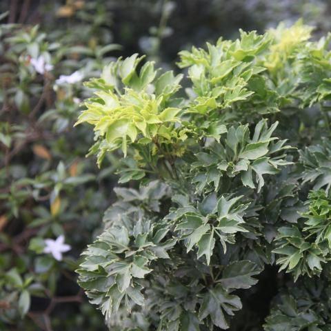 Polyscias fruticosa compacta,Ming Aralia, Parsley Panax - Kadiyam Nursery
