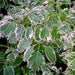 Polyscias guilfoylei laciniata,Aralia Guilfoylei Variegated - Kadiyam Nursery