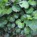 Polyscias sculelloria,Dinner Plate Aralia - Kadiyam Nursery