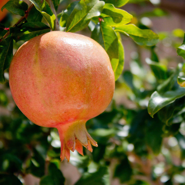 Pomagranate "Bhagwa" Anar Fruit Variety Kitchen Garden Plant(1 Healthy Live Plant) - Kadiyam Nursery